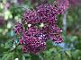 Syringa x chinensis Saugeana